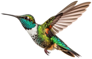 colibri 3