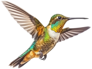 colibri 4