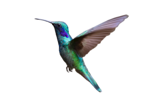 colibri 5