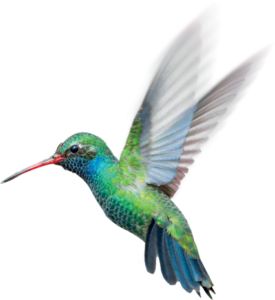 colibri 6