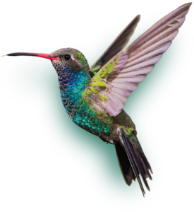 colibri 7