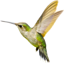 colibri 8